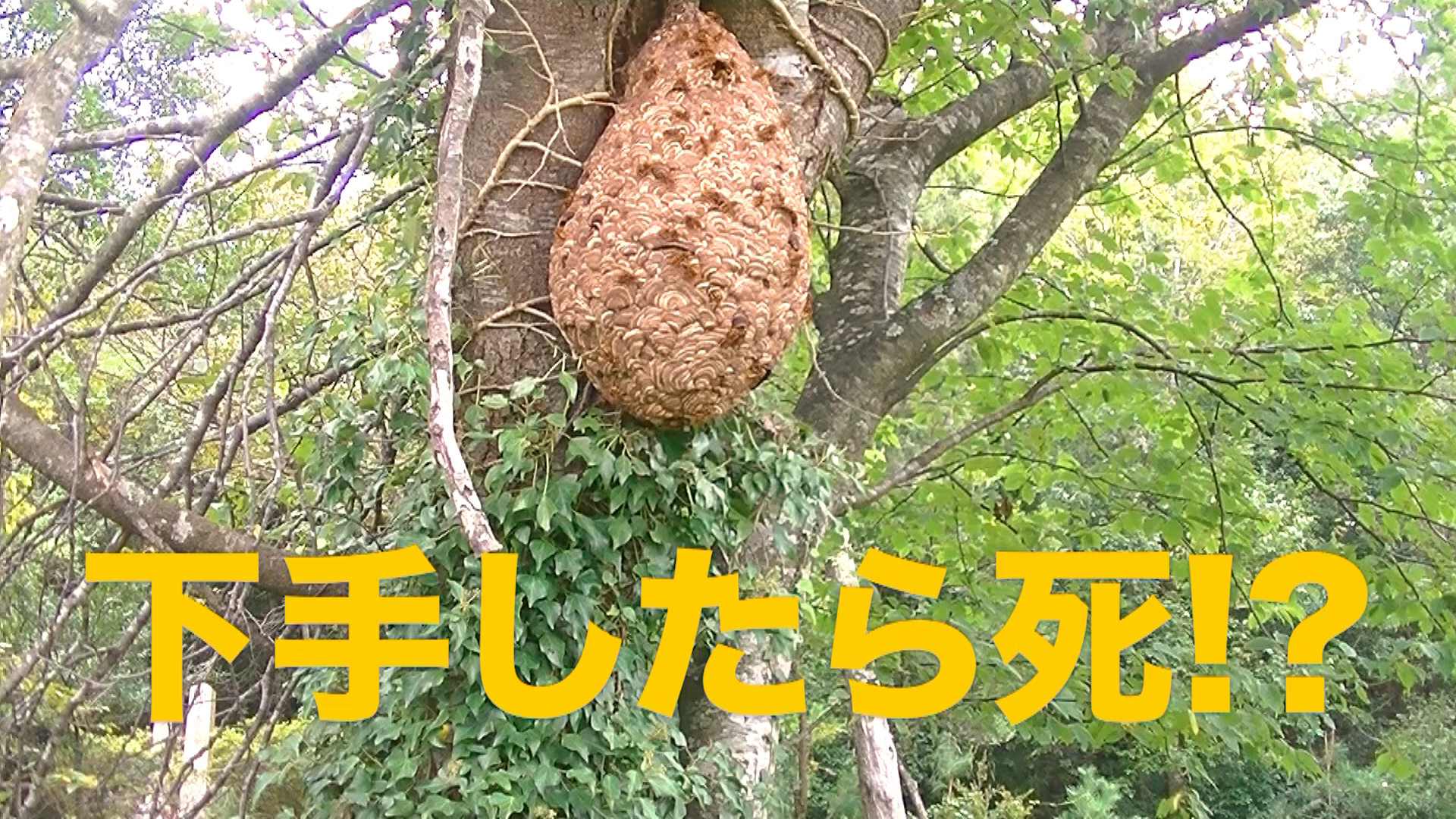 野洲市に生息するキイロスズメバチの特徴と生態