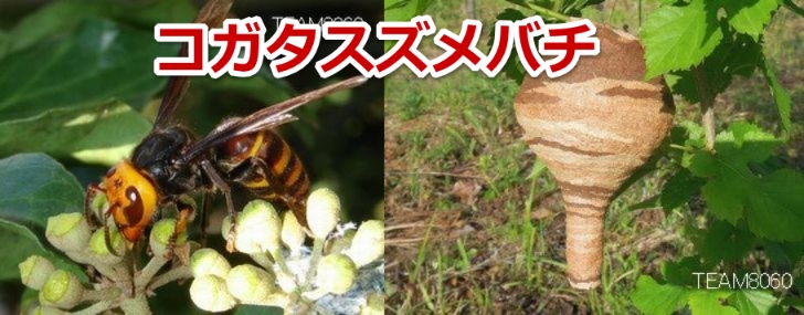 野洲市に生息するコガタスズメバチの特徴と生態